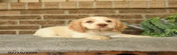 English Cocker Spaniel dogs for sale: Jinx - Ad 2
