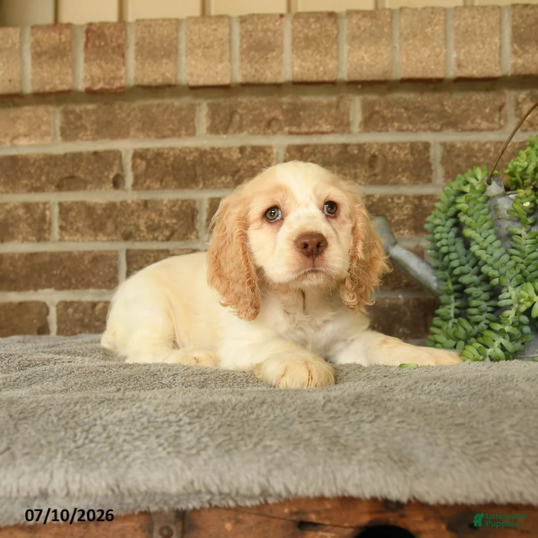 English Cocker Spaniel dogs for sale: Jinx - Ad 2