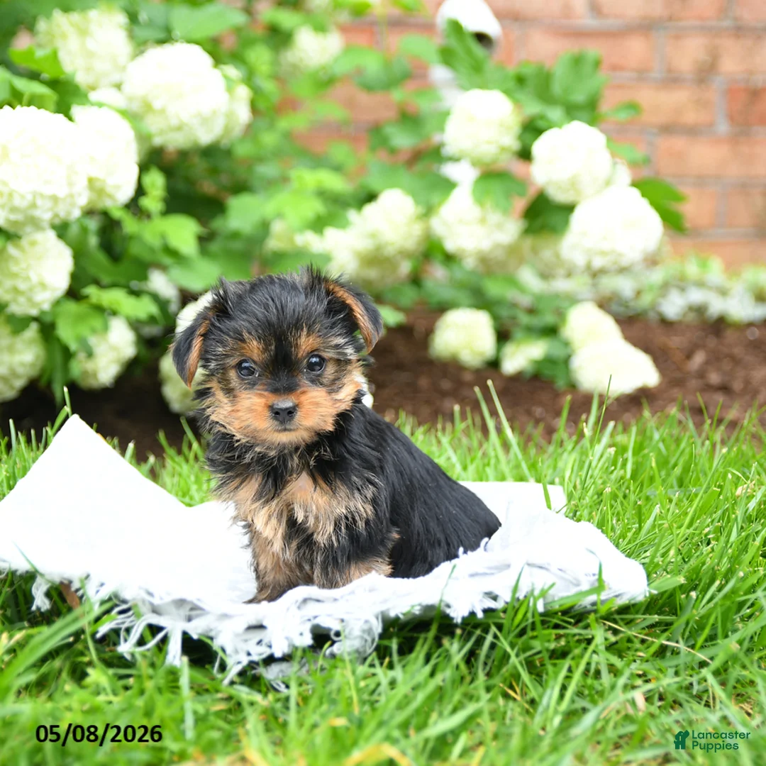 Yorkshire Terrier dogs for sale: Dorrie - Ad 1