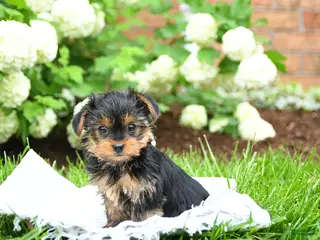 Yorkshire Terrier dogs for sale: Dorrie - Ad 2