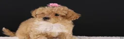 Shihpoo dogs for sale: Piper - Ad 3