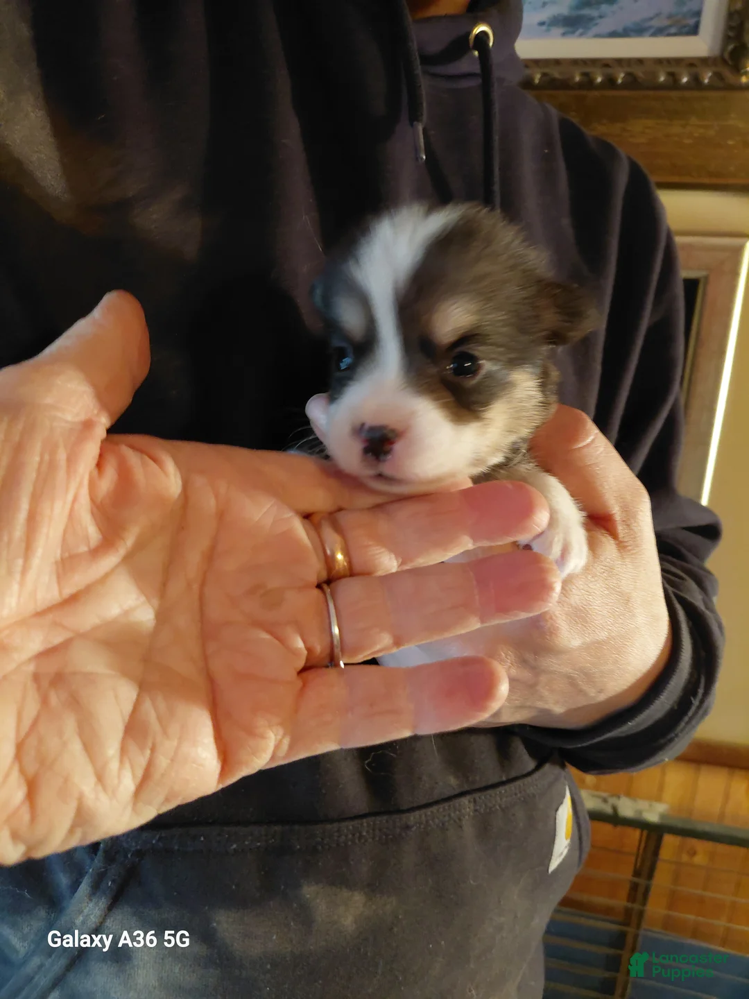 Welsh Corgi Pembroke dogs for sale: Peter Max - Ad 1