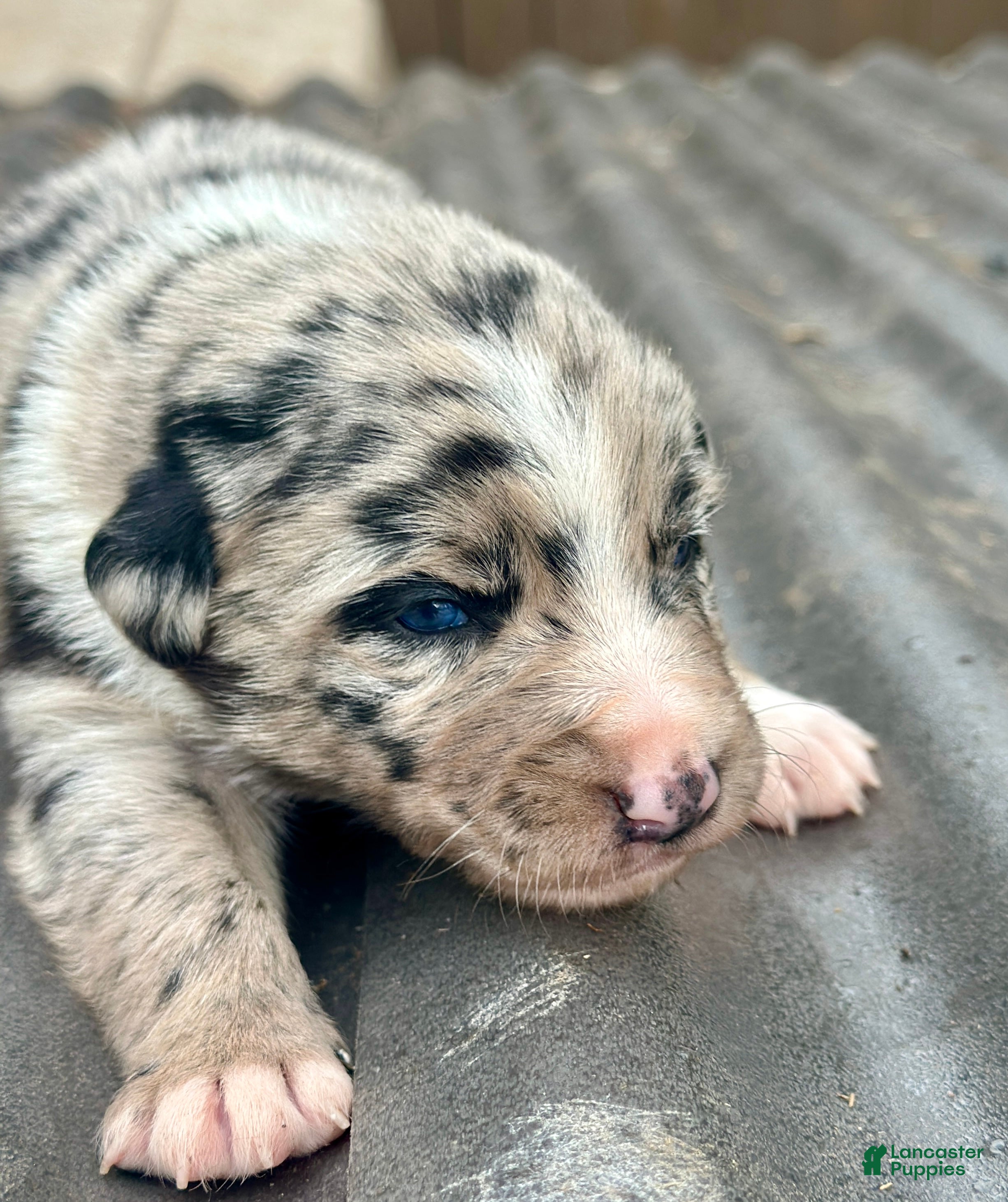 Mixed Breed dogs Kelpie/Border Collie Puppy 3 - Ad 2