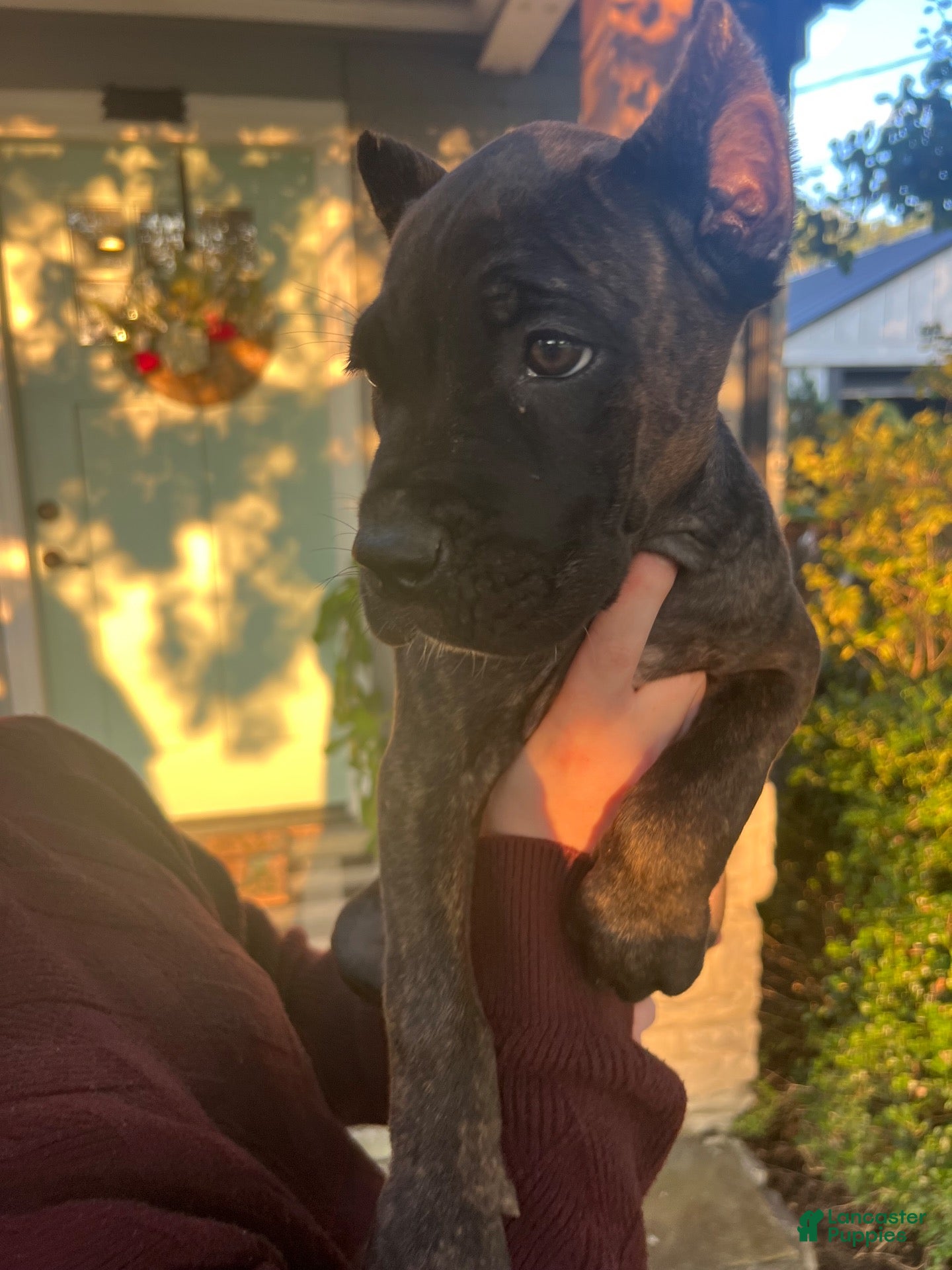 Cane Corso dogs Pink Collar Female - Ad 1