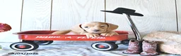 Miniature Dachshund dogs for sale: Rex - Ad 4