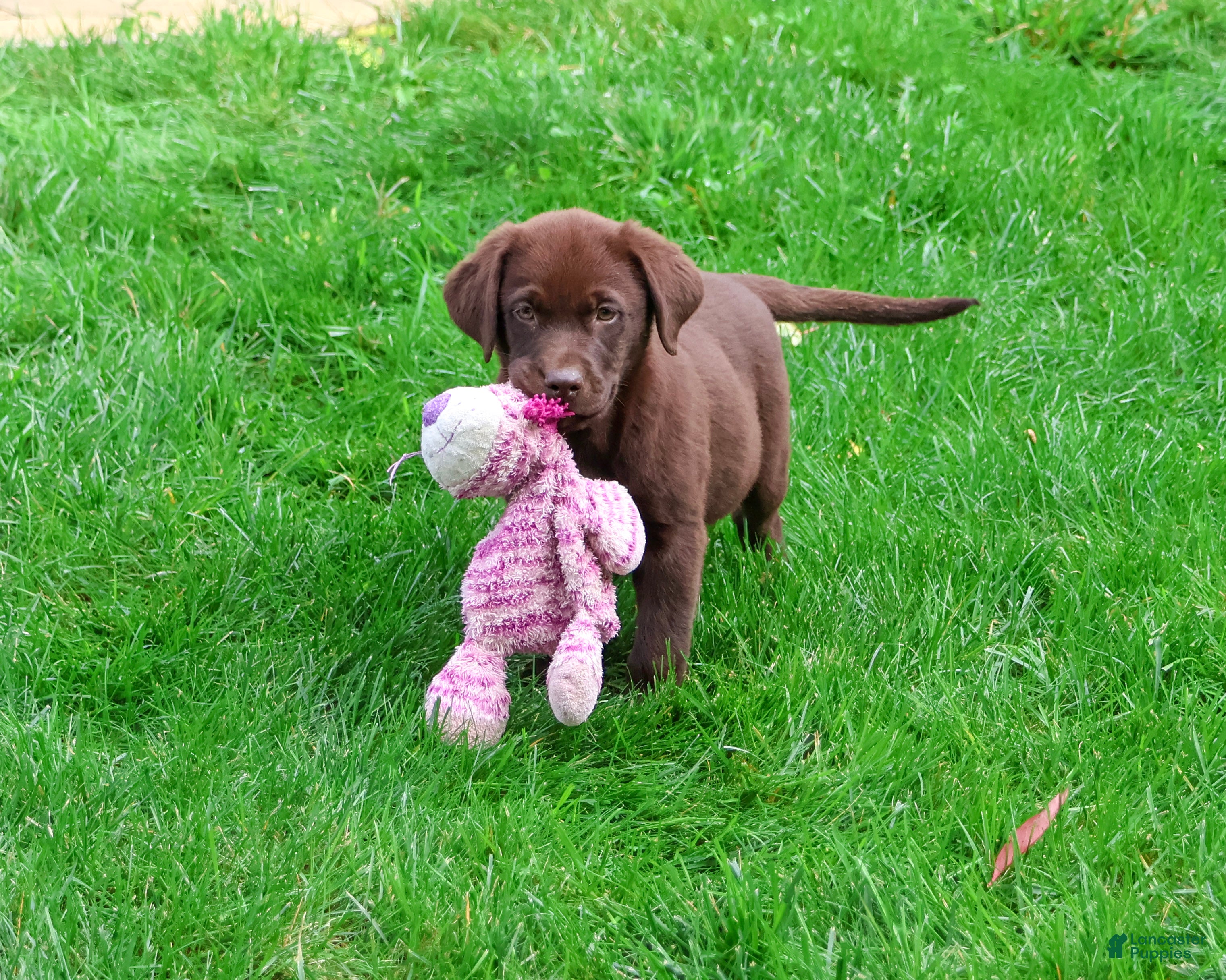 Labrador Retriever dogs Mabel - Ad 2