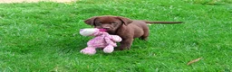 Labrador Retriever dogs for sale: Mabel - Ad 2