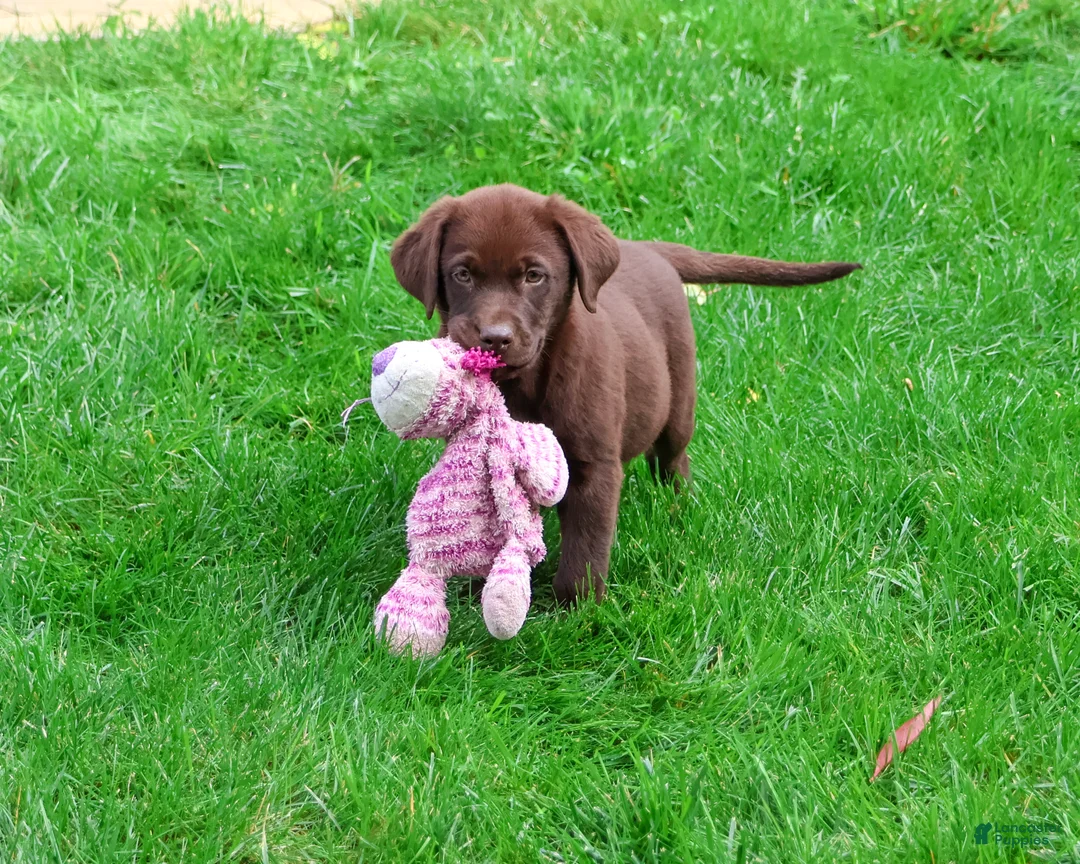 Labrador Retriever dogs for sale: Mabel - Ad 2