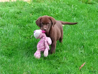 Labrador Retriever dogs Mabel - Ad 2