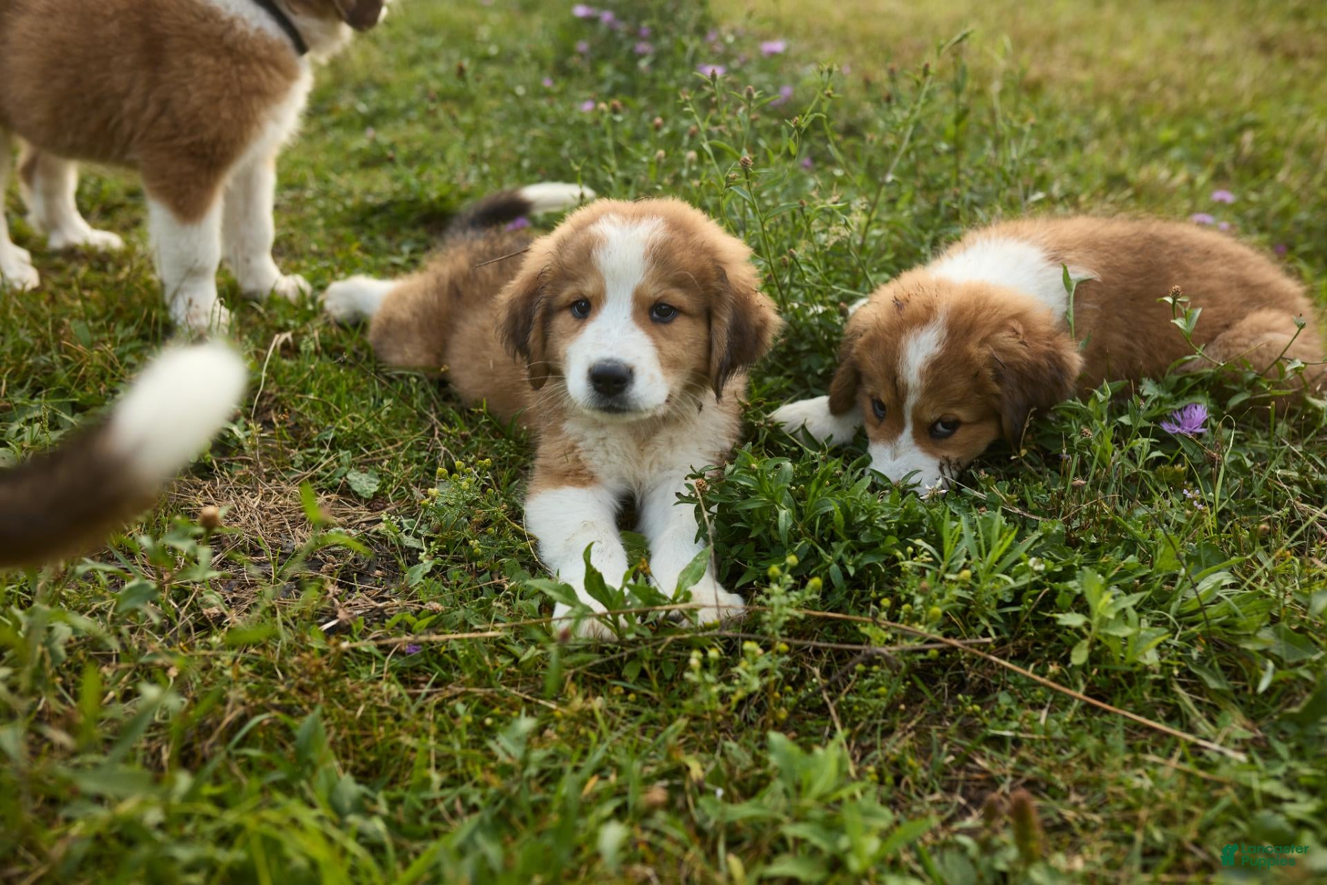 Mixed Breed dogs Mixed Breed 3 - Ad 38