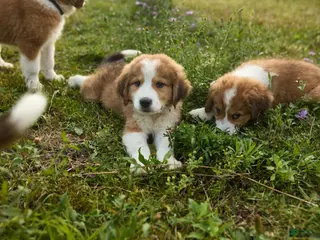 Mixed Breed dogs Mixed Breed 3 - Ad 38