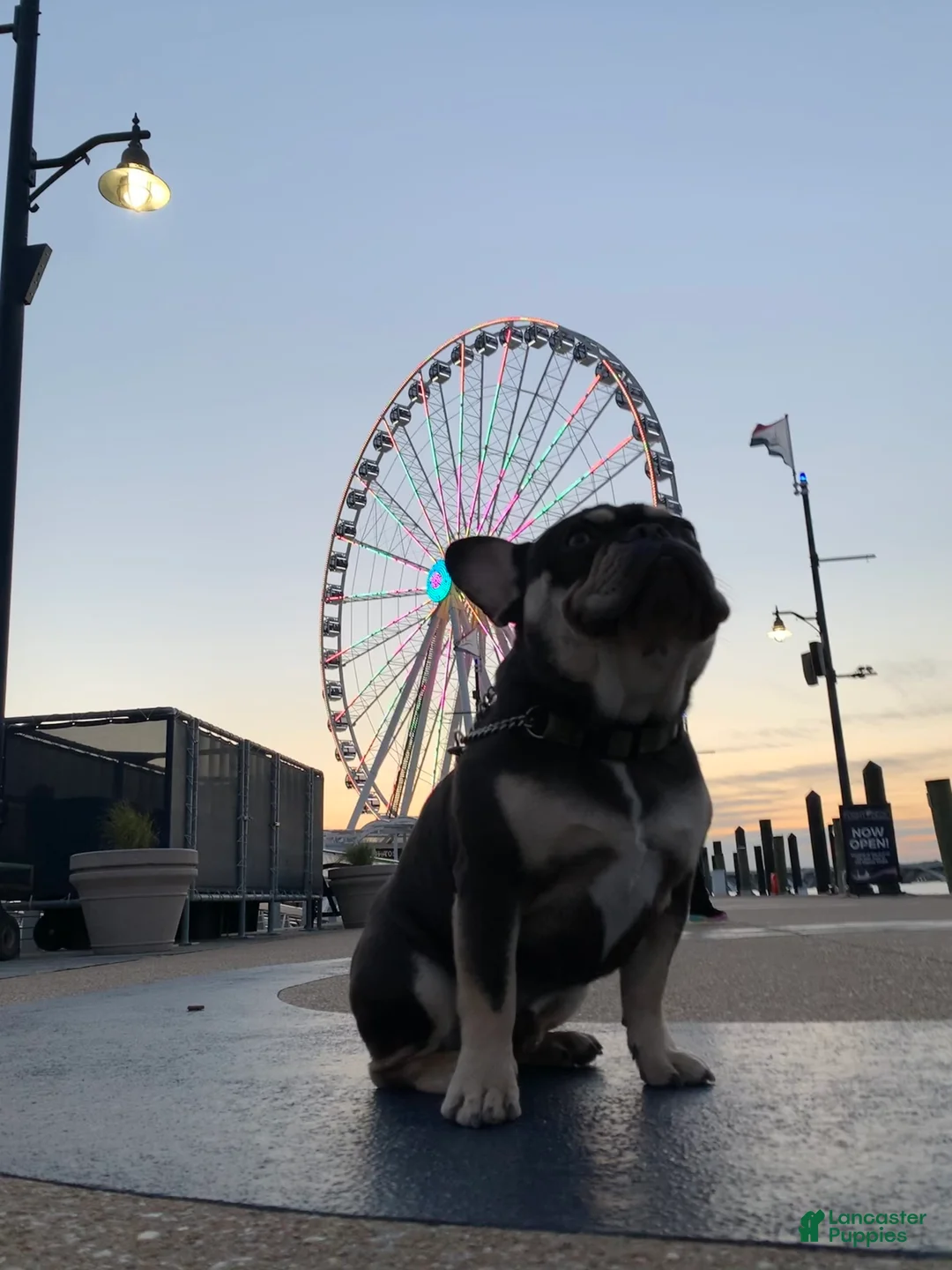 Gallery Image {{count}}