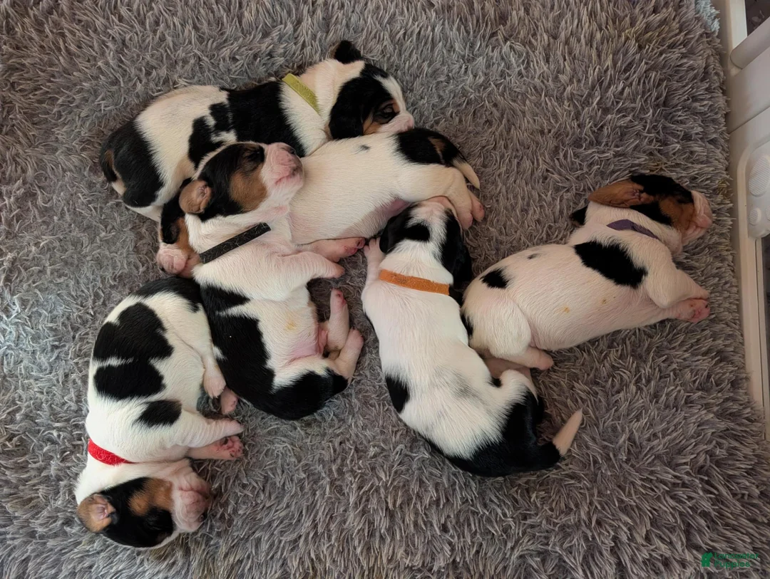 Basset Hound dogs for sale: Red (Maisie May) - Ad 2
