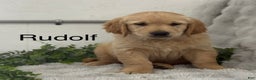 Golden Retriever dogs for sale: Rudolf - Ad 1