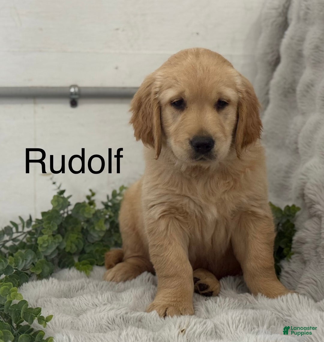 Golden Retriever dogs for sale: Rudolf - Ad 1
