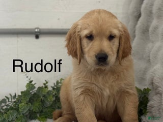 Golden Retriever dogs Rudolf - Ad 3