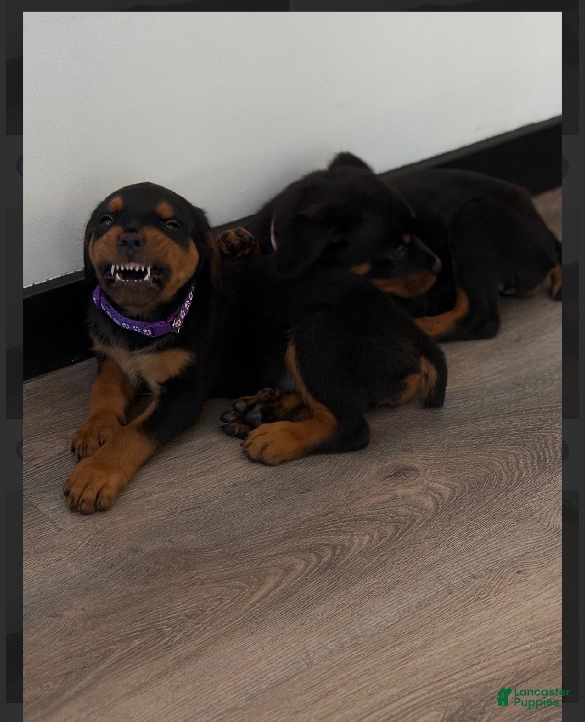 Rottweiler dogs Rottweiler Purple - Ad 6