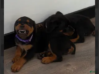 Rottweiler dogs Rottweiler Purple - Ad 6