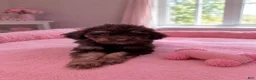 Mini Aussiedoodle dogs for sale: Hershey  - Ad 1