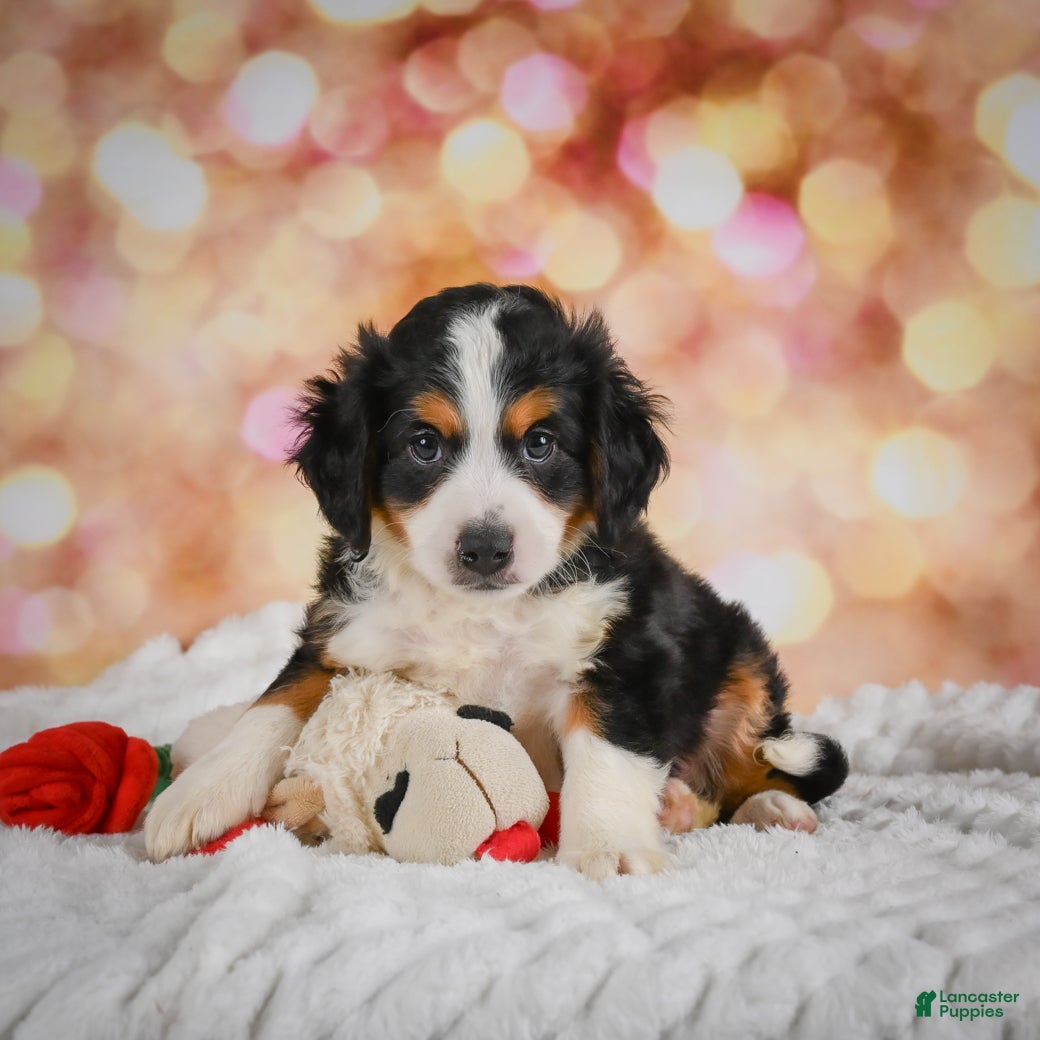 Mini Bernedoodle dogs Mark - Ad 2