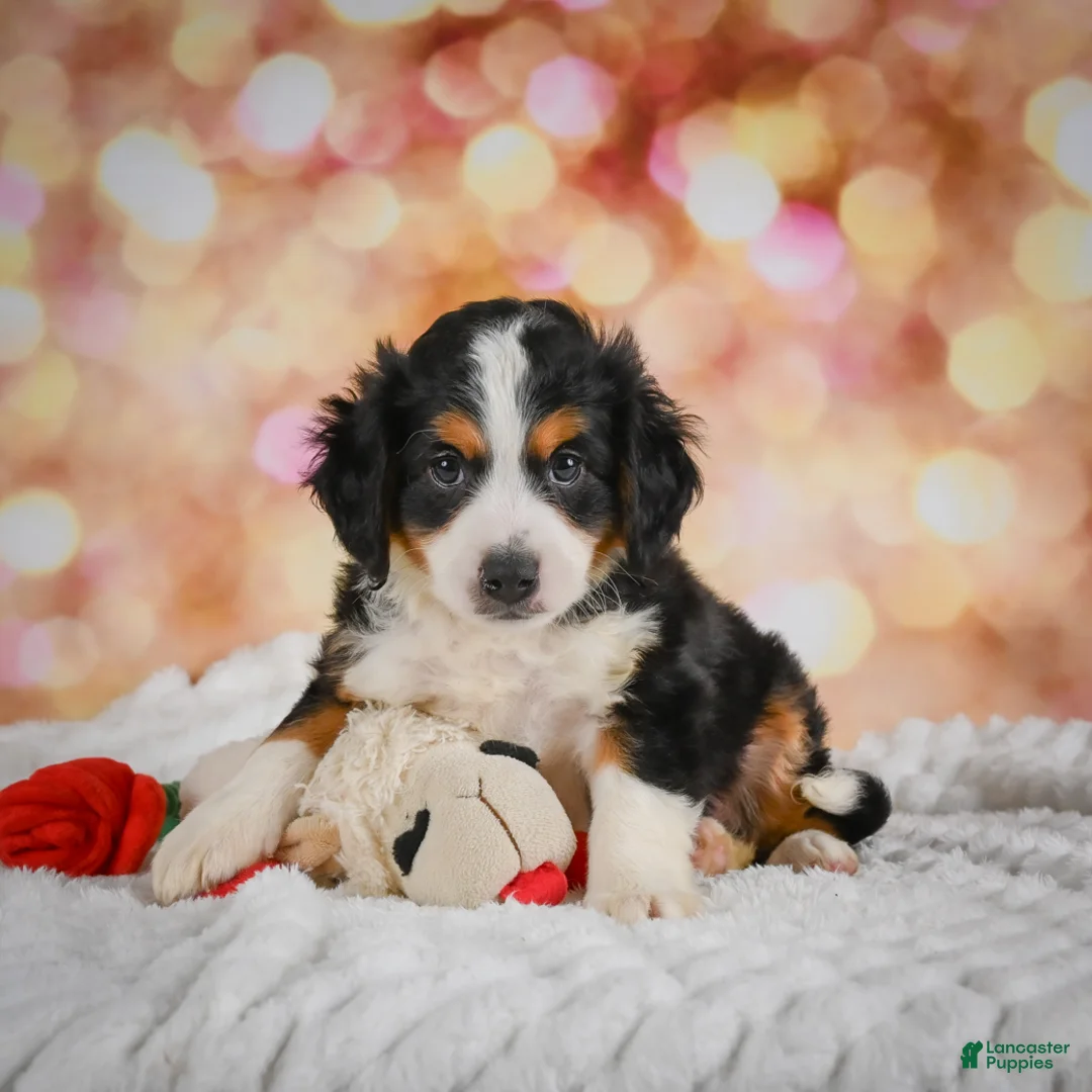 Mini Bernedoodle dogs for sale: Mark - Ad 2