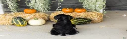 Miniature Schnauzer dogs for sale: Sunny  - Ad 5