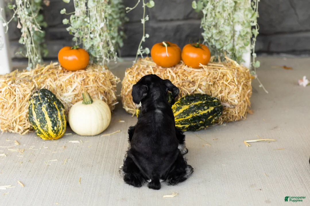 Miniature Schnauzer dogs for sale: Sunny  - Ad 5