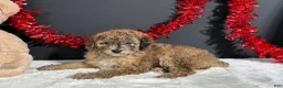Miniature Poodle dogs for sale: Fern - Ad 3