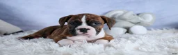 Boxer dogs for sale: Scarlett  - Ad 15