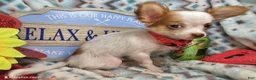 Chihuahua dogs for sale: Crickette  (Long-Haired) (4.5 lbs adult) - Ad 2