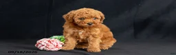 Mini Goldendoodle dogs for sale: Dora - Ad 2