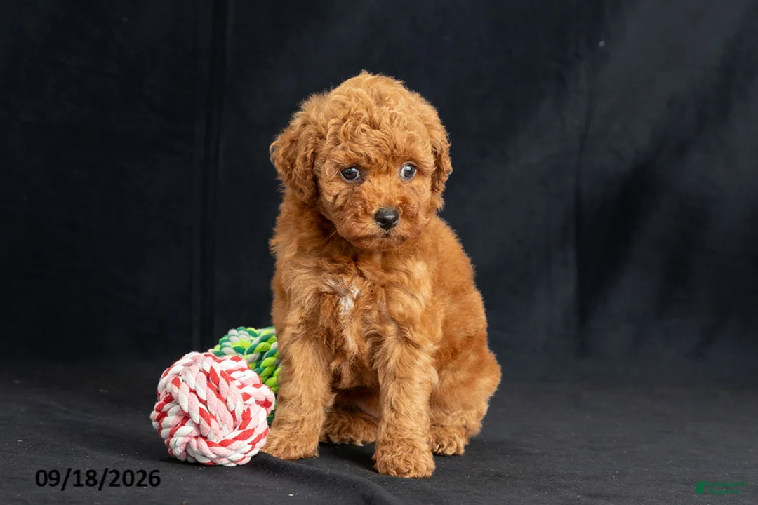 Mini Goldendoodle dogs for sale: Dora - Ad 2