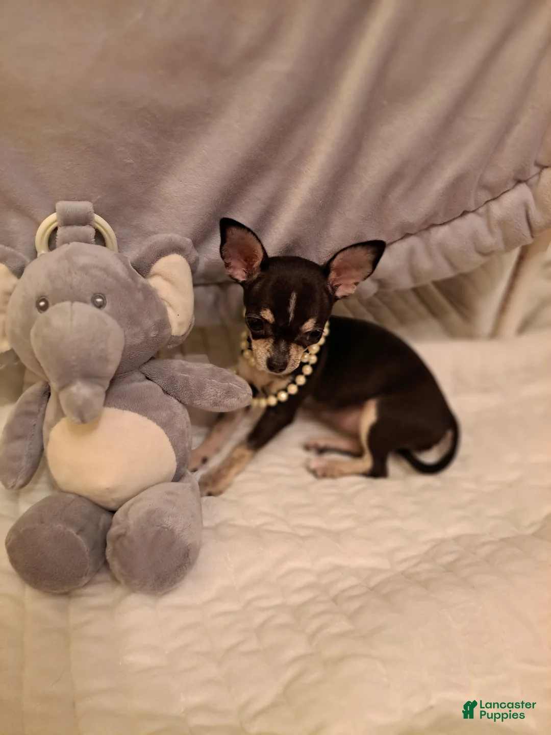 Chihuahua dogs for sale: Toy mini - Ad 8