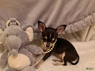 Chihuahua dogs for sale: Toy mini - Ad 2