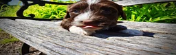 Havapoo dogs for sale: Tootsie - Ad 4