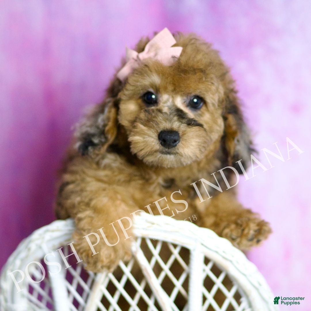 Toy Poodle dogs Darling - Ad 12