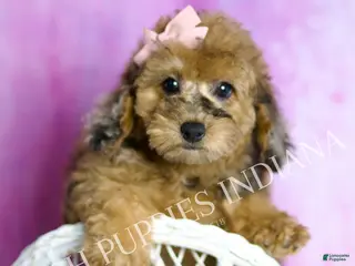 Toy Poodle dogs Darling - Ad 17