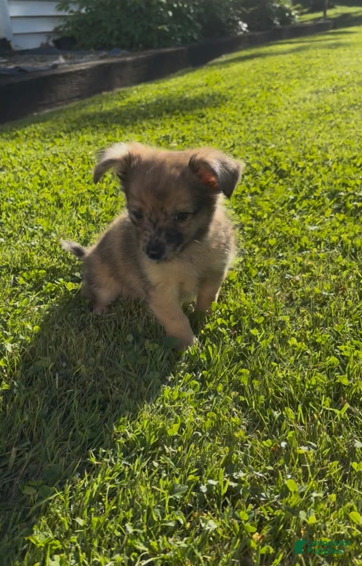 Chiweenie dogs T-Rex  - Ad 1