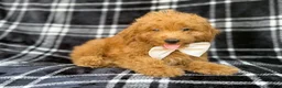 Mini Goldendoodle dogs for sale: Dayton - Ad 8