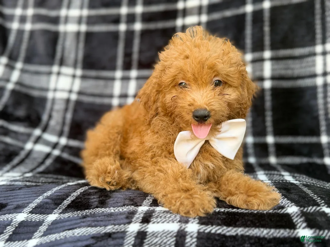 Mini Goldendoodle dogs for sale: Dayton - Ad 8