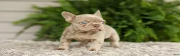 French Bulldog dogs for sale: Anne - Isabella - Ad 7