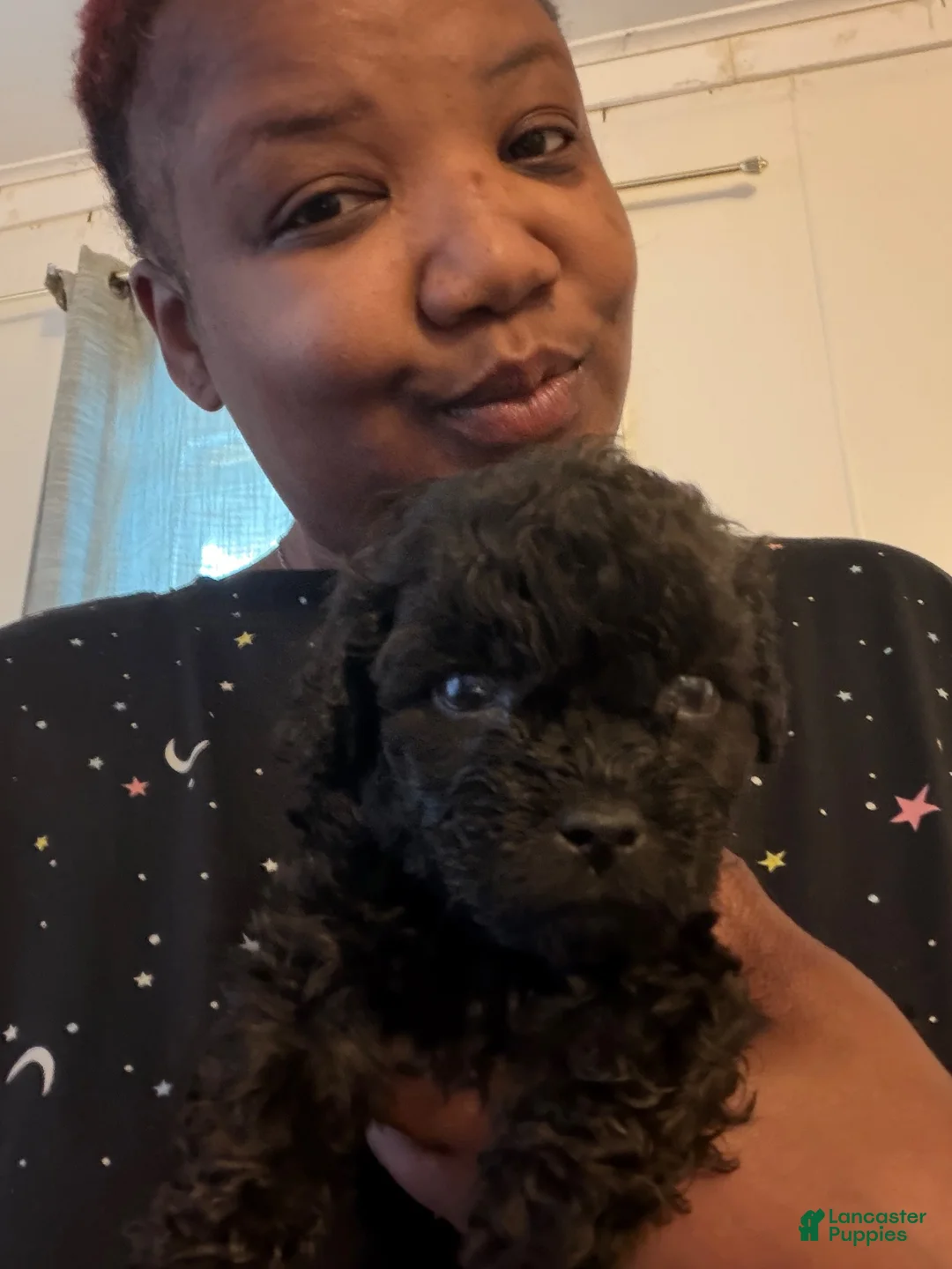 Shihpoo dogs for sale: Shihpoo 2 - Ad 1