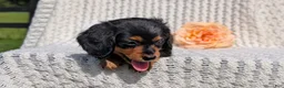 Miniature Dachshund dogs for sale: Roxy - Ad 9