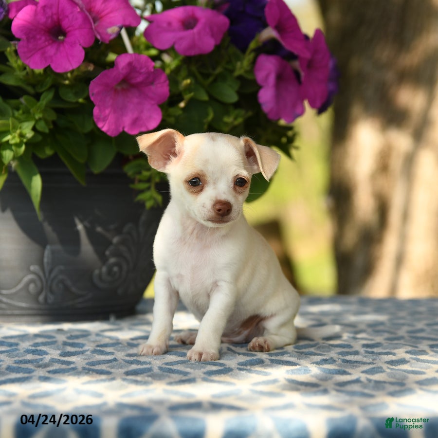 Chihuahua dogs Ripley - Ad 1
