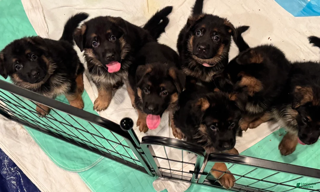 German Shepherd dogs for sale: German Shepherd Puppy 3 - Ad 4