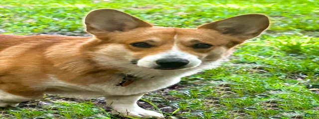 Cavalier Diego 
