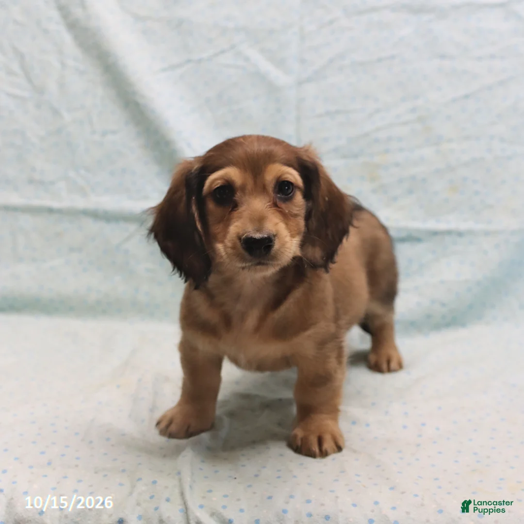 Dachshund dogs for sale: Adam - Ad 1