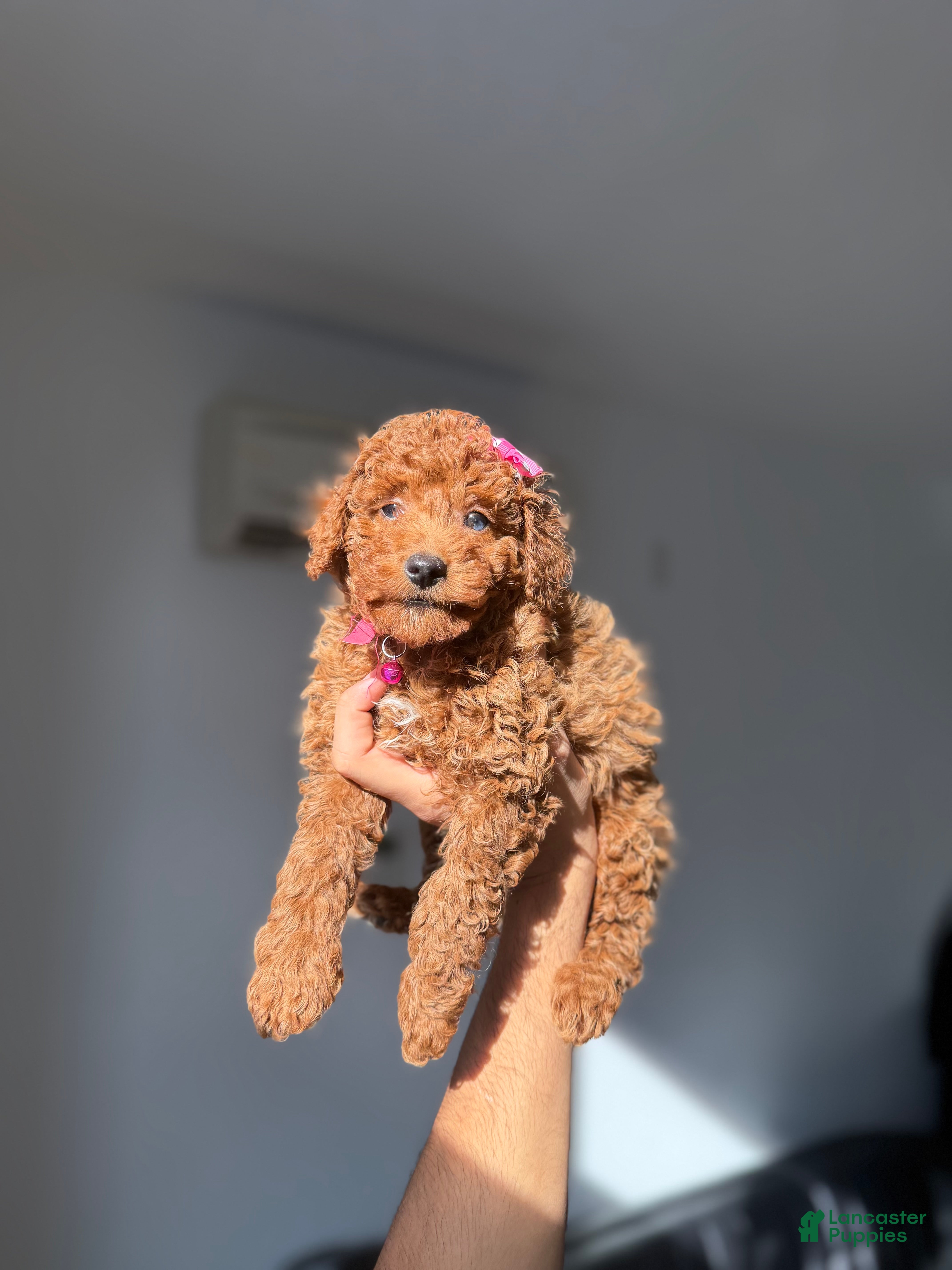 Toy Poodle dogs Blue eyes - Ad 21