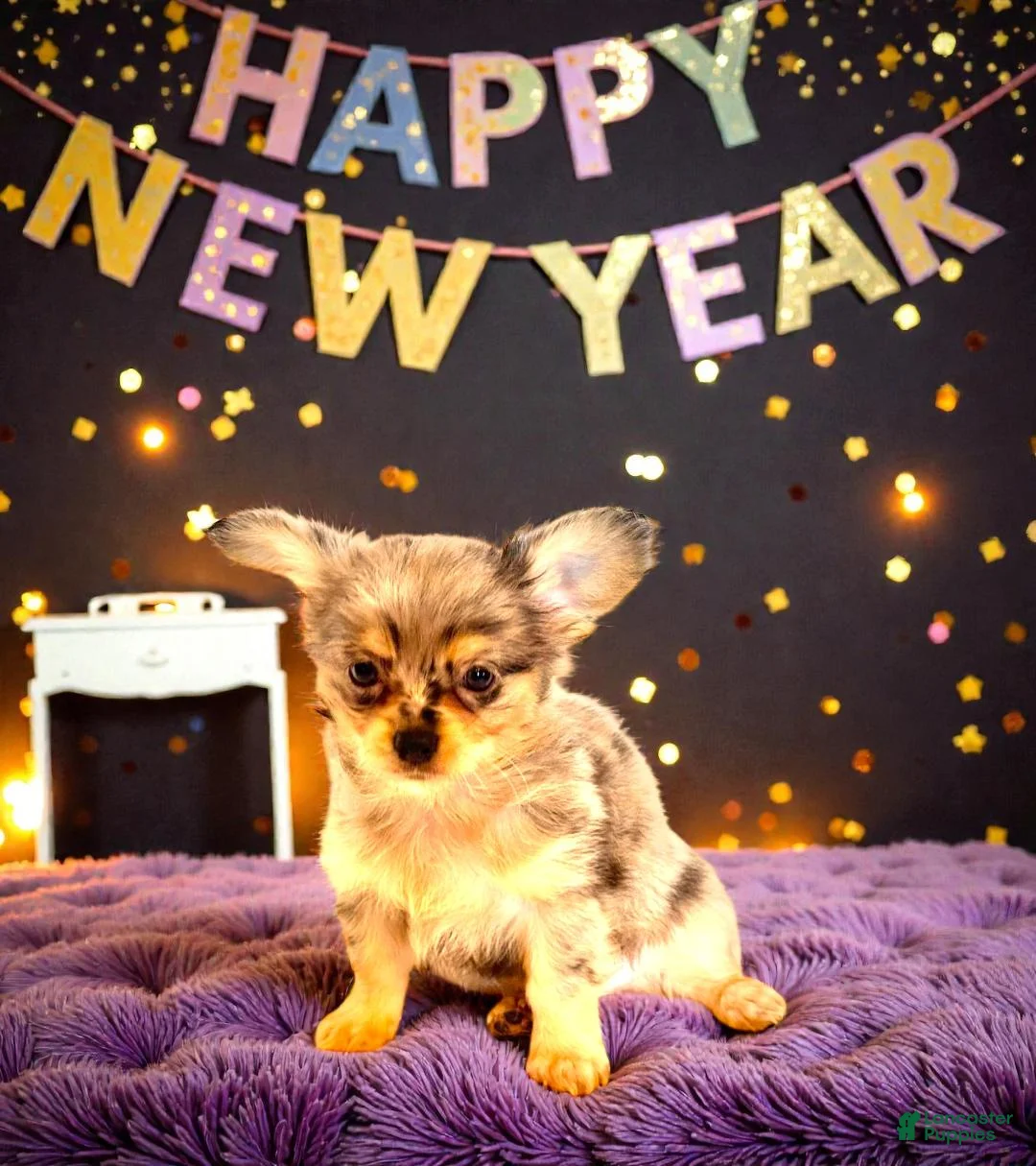 Chihuahua dogs for sale: Asa - Ad 2