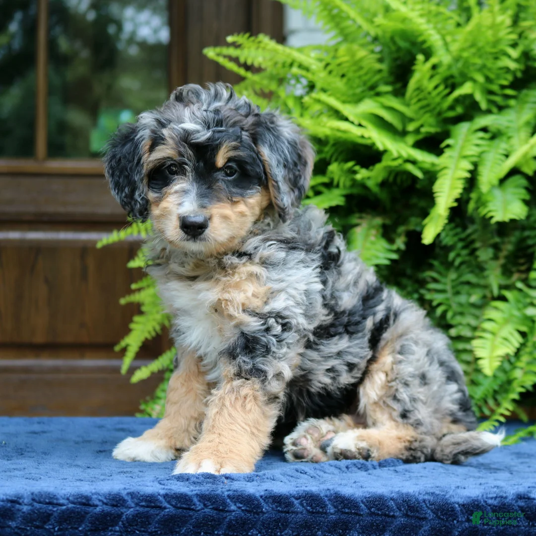 Mini Bernedoodle dogs for sale: Roland  - Ad 2